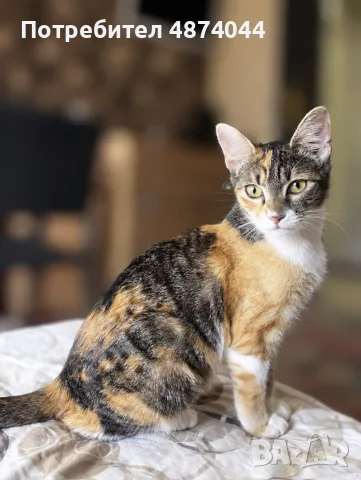 Подарявам котенце , снимка 3 - Други - 56336164