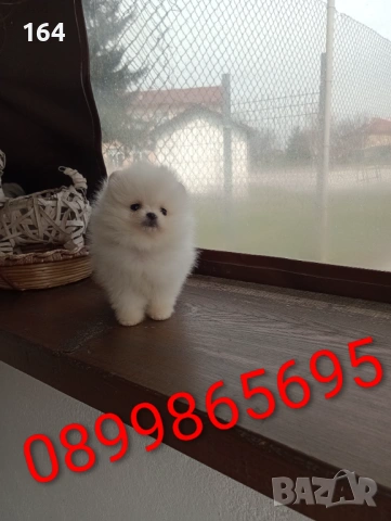 Чисто бели мини Померани. Реални снимки от 21.03.26, снимка 10 - Померан - 53883222