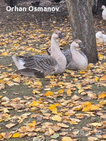 Лебедови гъски
