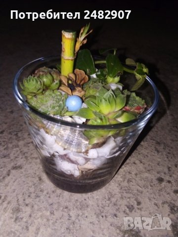 Сукуленти в стъкло, снимка 2 - Декорация за дома - 38312763