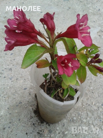 🌺🌺🌺🌺Вайгела🌹🌹🌹🌹, снимка 4 - Градински цветя и растения - 52106210