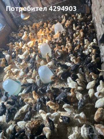 Домашни пилета супер харко