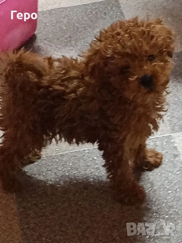 пудел той , снимка 5 - Пудели - 53322409