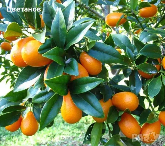 Кумкуат сорт Фортунела Маргарита, снимка 5 - Стайни растения - 49737040