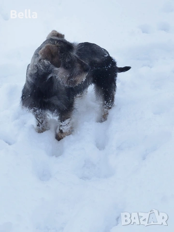 Мини шнауцер , снимка 9 - Други - 53913723