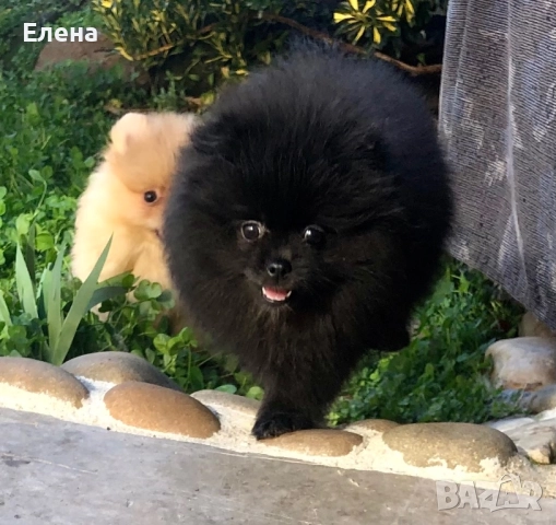 Померанчета, снимка 4 - Померан - 52631209