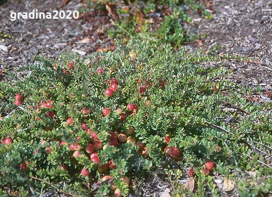 Американската червена боровинка, снимка 12 - Разсади - 52921783