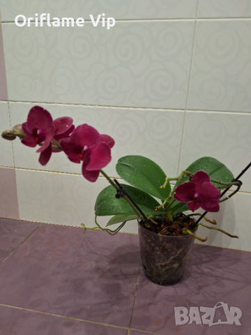 Орхидея, снимка 2 - Стайни растения - 44657639