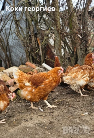 Продавам кокошки носачки ломан Браун за яйца , снимка 1