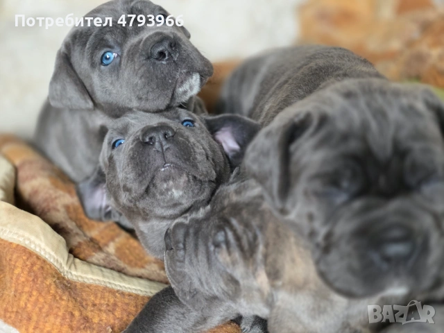 Продажба на чистокръвни кучета Кане Корсо, снимка 5 - Кане корсо - 54166371