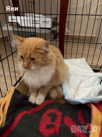 Подаряваме котка за домашно отглеждане, снимка 3 - Други - 52567848