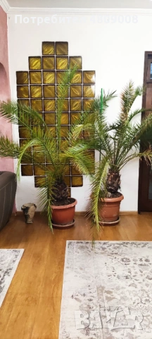 Продава големи финикови палми, снимка 2 - Градински цветя и растения - 54323417