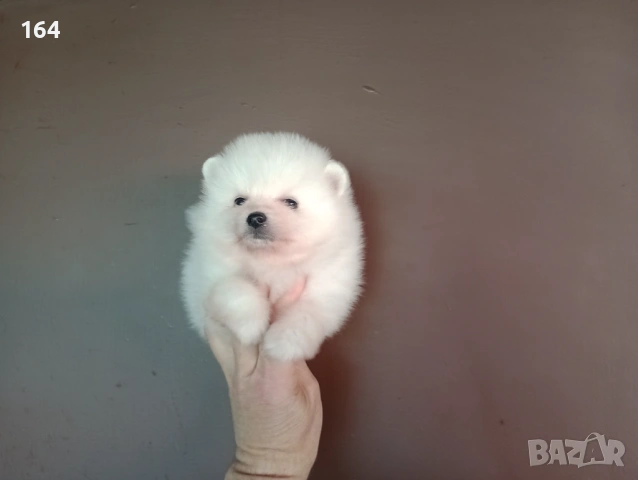 Чисто бели мъжки Померани. Реални снимки от 12.04.26 г. , снимка 3 - Померан - 54138758