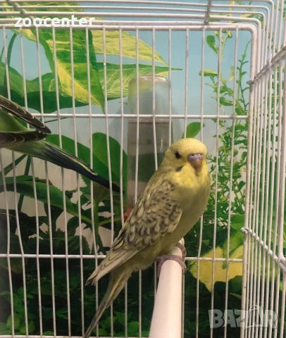 Вълнисти папагали, снимка 2 - Папагали - 27393513