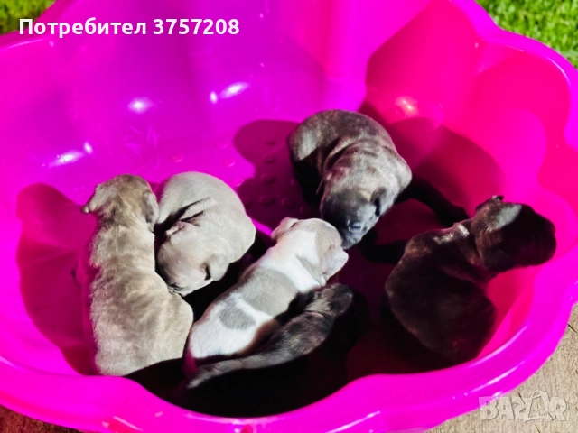 Френски булдог, снимка 9 - Френски булдог - 52565499