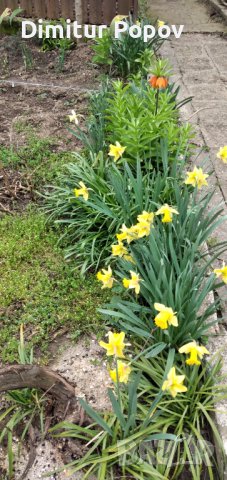 Нарциси- луковици, снимка 2 - Градински цветя и растения - 44321121
