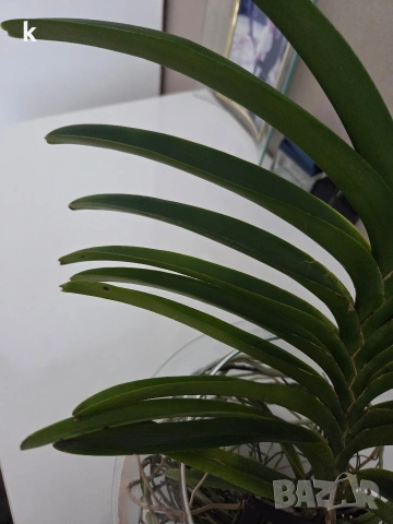 ванда , снимка 4 - Стайни растения - 53896166