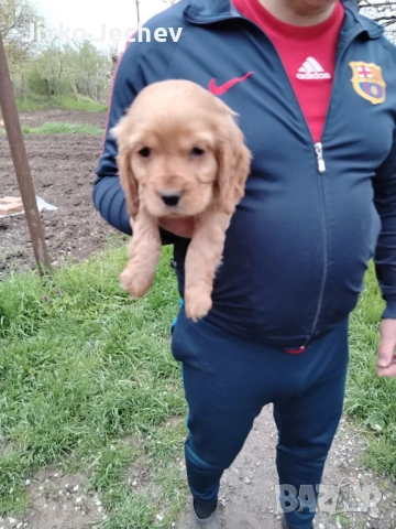 Кокер Шпаньол , снимка 6 - Кокер шпаньол - 54282865