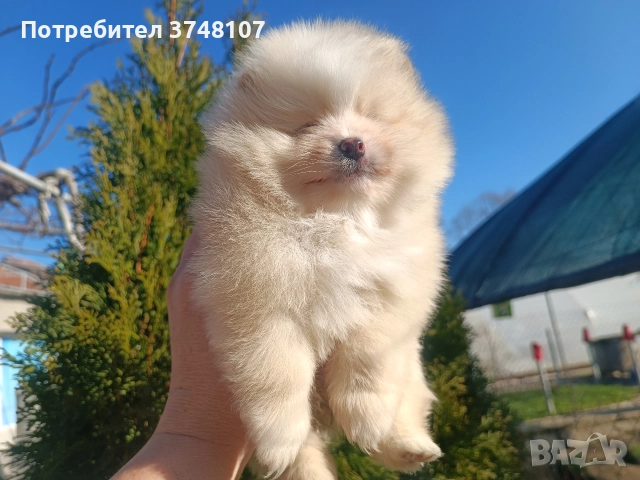 Померан/Померани, снимка 2 - Померан - 52920016