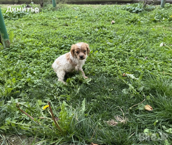 Бретон шпаньол