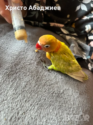 ръчни неразделки, снимка 8 - Папагали - 50866658