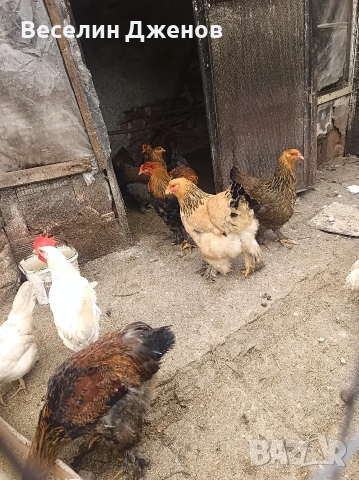брама , снимка 4 - Кокошки и пуйки - 53999556