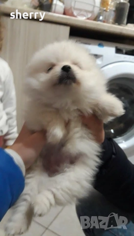 Померан , снимка 6 - Померан - 54233453