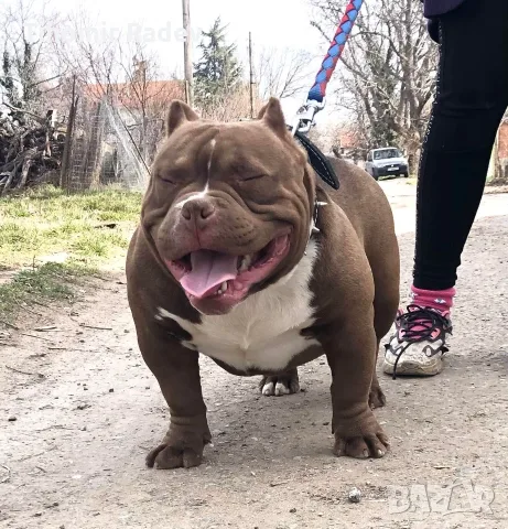 American Bully Pocket, снимка 4 - Други - 55984399