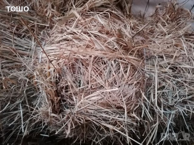 Бали люцерна, пшеничена слама и овес. царевица , снимка 2 - За селскостопански - 31564468
