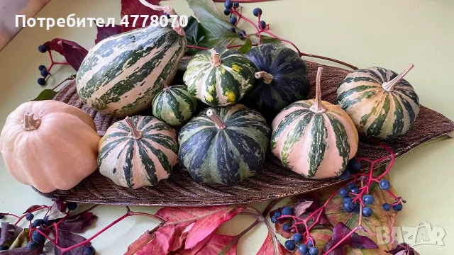 Микс от декоративни тиквички