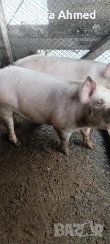 Продавам Прасета, снимка 3 - Прасета - 53305978