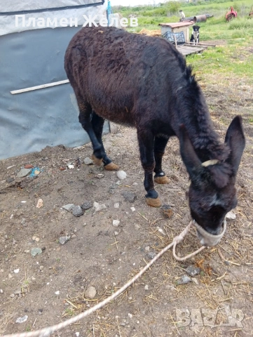 Продавам магарета, снимка 7 - Други - 54271006