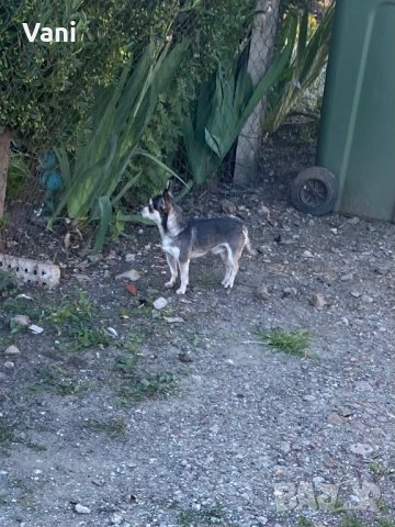 Чихуахуа за разплод , мини Чихуахуа, снимка 9 - Чихуахуа - 38398987