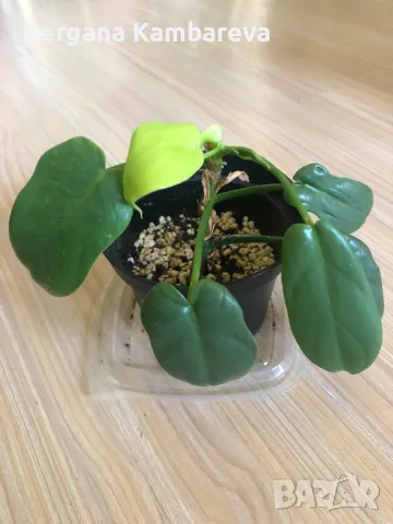 Philodendron Golden Violin , снимка 2 - Стайни растения - 49701685