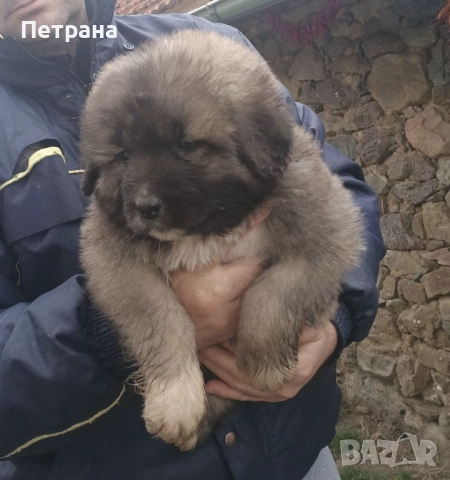 Кавказка овчарка, снимка 2 - Кавказка овчарка - 52890353