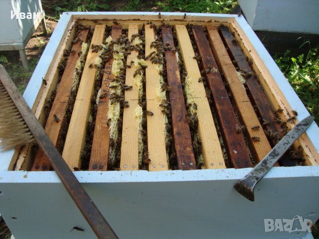 Пчелни семейства, ДБ, снимка 11 - За пчели - 39910963