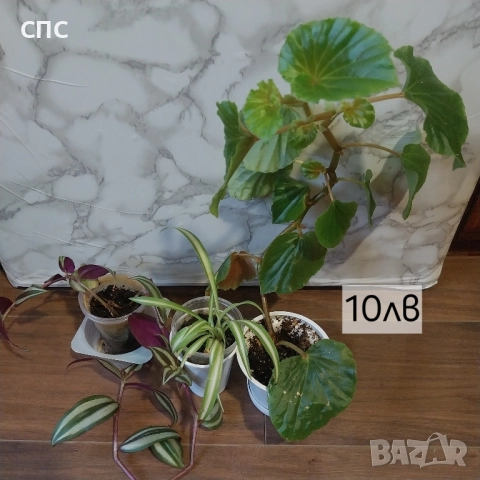 комплект стайни цветя 