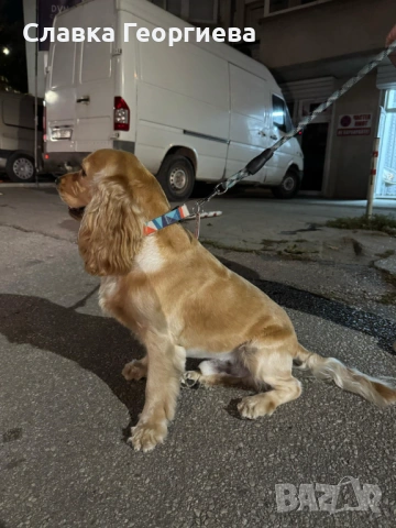 Английски Кокер шпаньол , снимка 15 - Търси партньор - 53963879