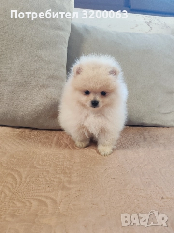 Померан мини мъжко , снимка 6 - Померан - 52826685