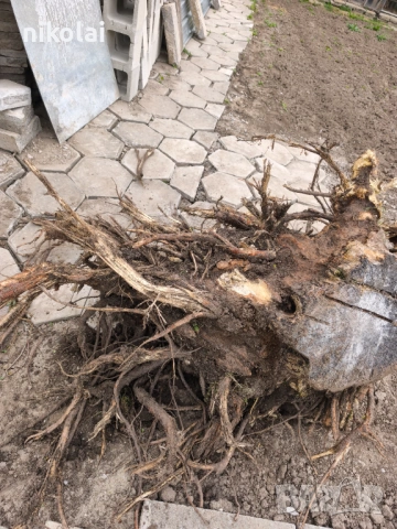 Корен от салкъм 