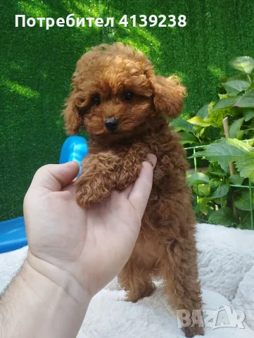 Той Пудел Poodle toy , снимка 4 - Пудели - 56532103