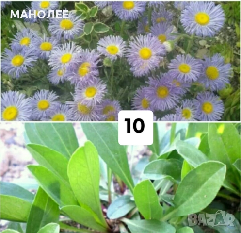 Цветя - 10 НЕЗАСАДЕНИ КОРЕНА В ЕДИН ПАКЕТ /видове по избор/ ЗА 20 ЛВ., снимка 11 - Градински цветя и растения - 51626278