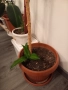 Алое,фикус,замиокулкас, драцена и др, снимка 9