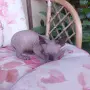 Канадси сфинкс женска, снимка 3