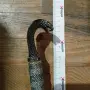 Нож,меч с кобра, снимка 2