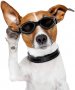 Iwobi Dog слънчеви очила за кучета  регулируема каишка водоустойчиви НОВИ, снимка 5