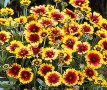 Продавам цветя Гайлардия – разсад за пролетно засаждане в градината, различни цветове, снимка 2