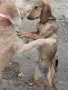 Шоколадово Гонче , снимка 4