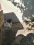 млади джинки !!!, снимка 3