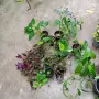 комплект 10 бр стайни цветя , снимка 1
